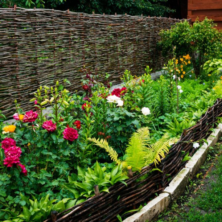 colorful-flowerbed-autumn-season-growing-near-fence-woven-vine colorful-flowerbed-autumn-season-growing-near-fence-woven-vine
